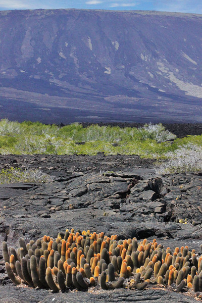 Lava Cactus Growing on Volcanic Rock, Galapagos Islands of Ecuador