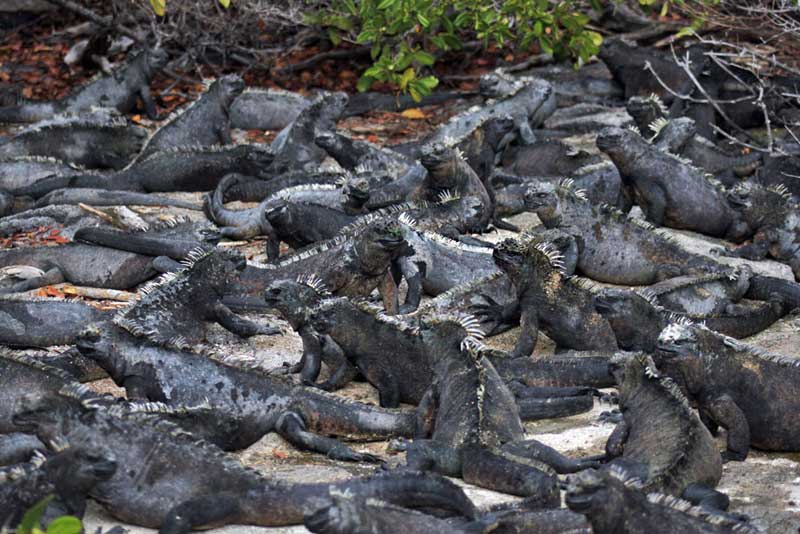 Pile of Marine Iguanas in the Galapagos Islands of Ecuador