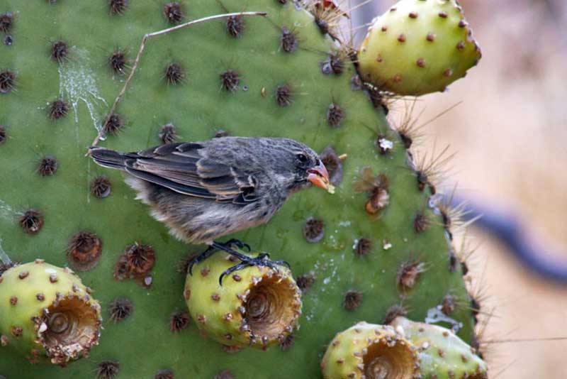 Medium Ground Finch Chows Down on Cactus in Galapagos Islands of Ecuador
