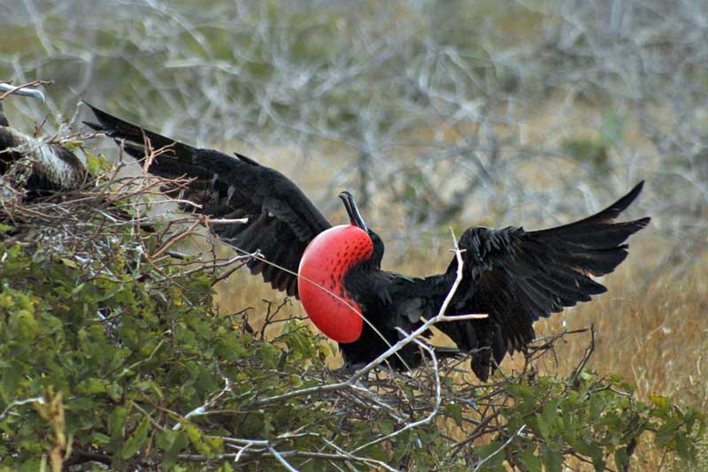 Magnificent Frigatebird in Courtship Display on North Seymour Island in the Galapagos Islands