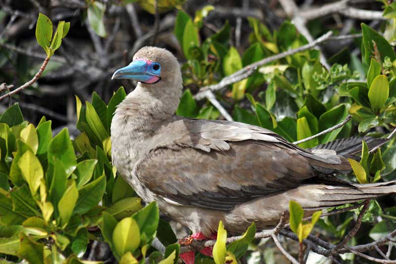 Red-Footed Booby on the Galapagos Islands of Ecuador