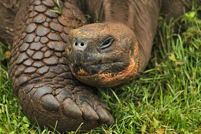Giant Saddle-Backed Tortoise on Santa Cruz, in the Galapagos Islands of Ecuador