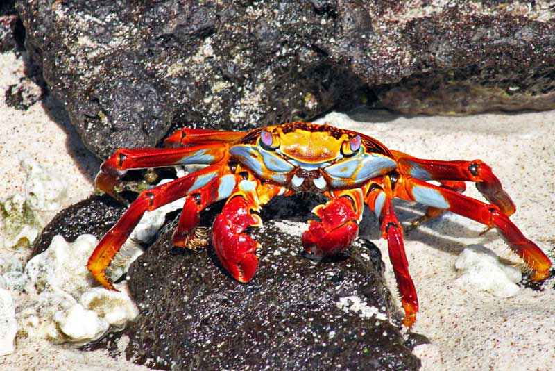 Sally Lightfoot Crab in the Galapagos Islands of Ecuador Checks Me Out Before Scuttling Back Under Its Rock