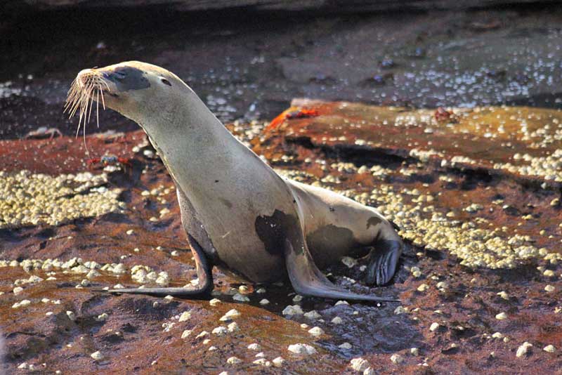 Sea Lion Hams It Up in the Galapagos Islands of Ecuador