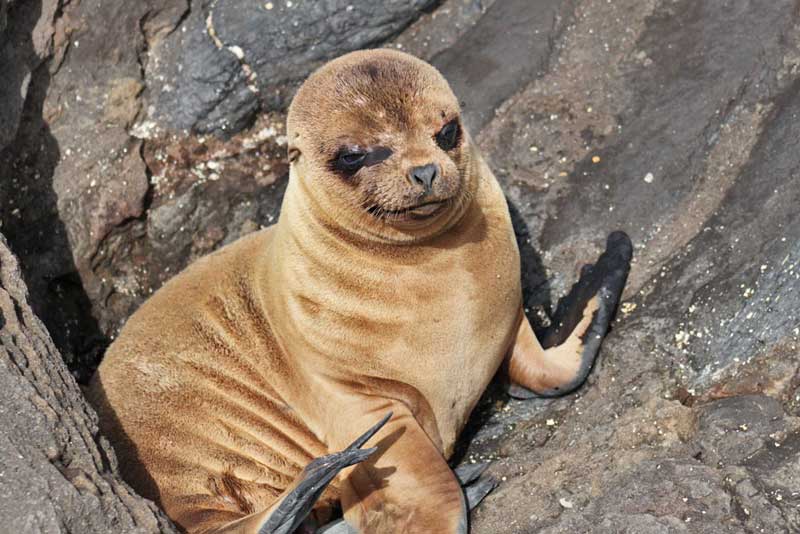 Adorable Baby Sea Lion in the Galapagos Islands of Ecuador
