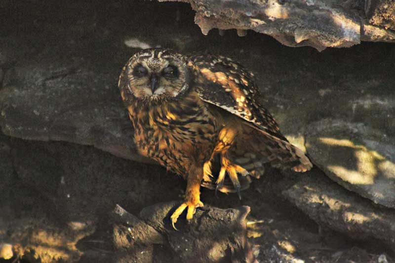 Short Eared Owl in His Rocky Nook in the Galapagos Islands of Ecuador