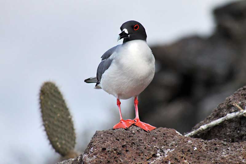 Swallow-Tailed Gulls in the Galapagos Islands of Ecuador Mate For Life