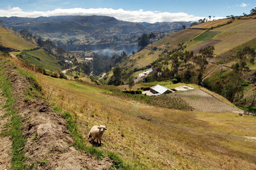 Sheep are staked in a different spot each day on the hillsides around Chugchilan, Ecuador