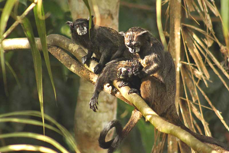 Black Tamarin Monkeys in Ecuador's Amazon Jungle