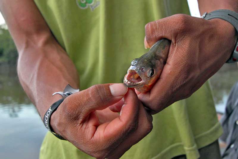 Fishing for Piranha in the Amazon Jungle at Cuyabeno National Park, Ecuador