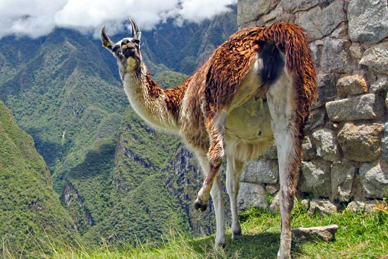 A Llama With Attitude at Machu Picchu Ruins, Peru
