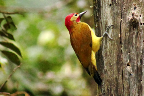 Golden Olive Woodpecker showed up outside my cottage door to welcome me