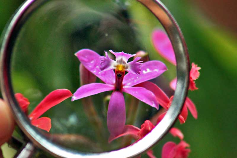 Viewing Miniature Orchids at Inkaterra Machu Picchu Pueblo Hotel With a Magnifying Glass
