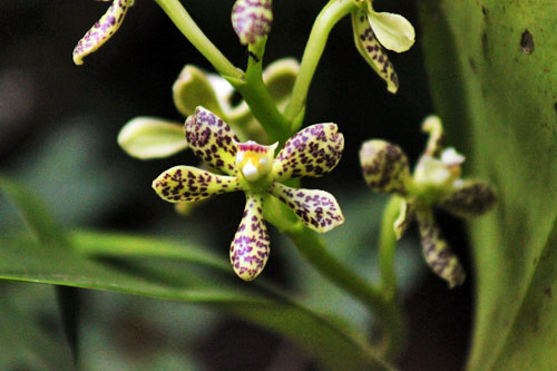 Grounds at Inkaterra Machu Picchu Pueblo Hotel abound with orchids