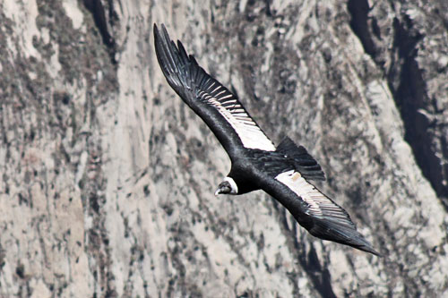 Magnificent female condor soars over Colca Canyon at Cruz del Condor lookout