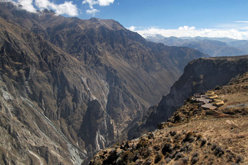 Andean Condors nest on the high cliffs of Colca Canyon, where they take off with the assistance of thermal updrafts