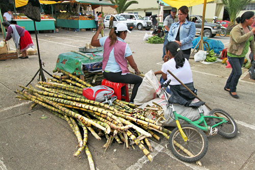 Got a hankering for something sweet? Buy a hunk of sugar cane and chew out the cane juice