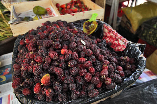 Mora berries, found throughout Ecuador and Peru, make delicious juices and desserts