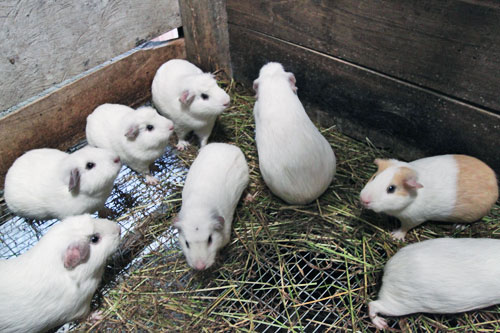 Guinea Pigs (hamsters) raised in pens beneath homes in the highlands of Ecuador and Peru are used in the preparation of the national dish of Cuy