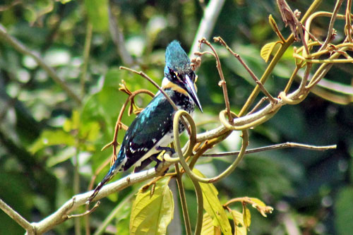 Kingfisher in Cano Negro Wildlife Refuge, Costa Rica