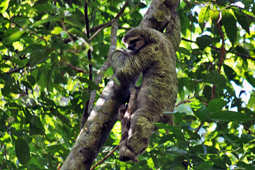 Mother sloth with baby hanging from her belly in Manuel Antonio National Park, Costa Rica