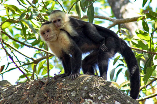 White-headed Capuchin Monkeys in Manuel Antonio National Park, Costa Rica
