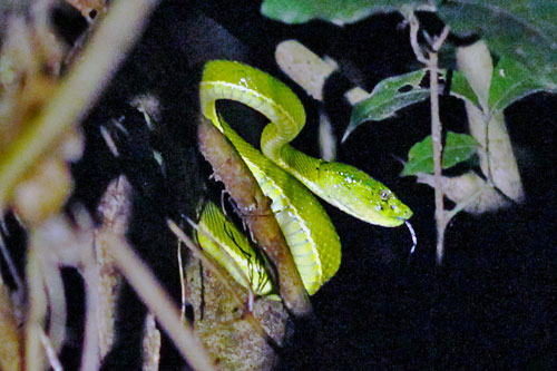 Green Pit Viper on night nature walk in Monteverde Refuge, Costa Rica
