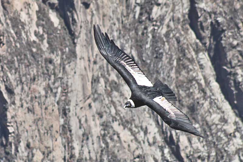 Adult Female Andean Condor Soars Over Colca Canyon in Search of Carrion Near Arequipa, Peru 
