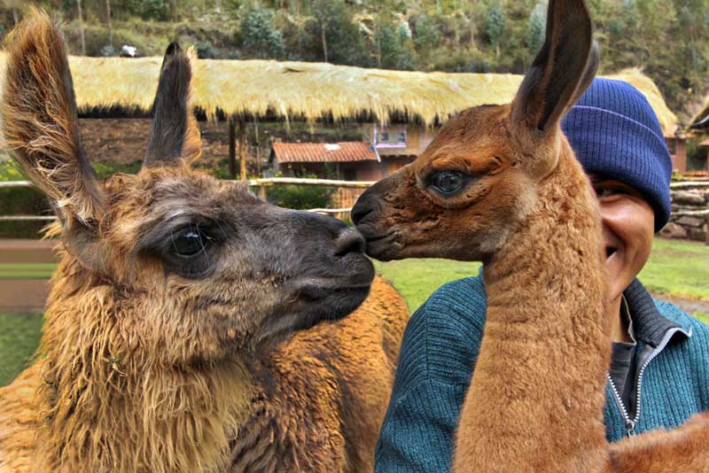 Mother and Daughter Kissing Llamas in the Sacred Valley of Peru