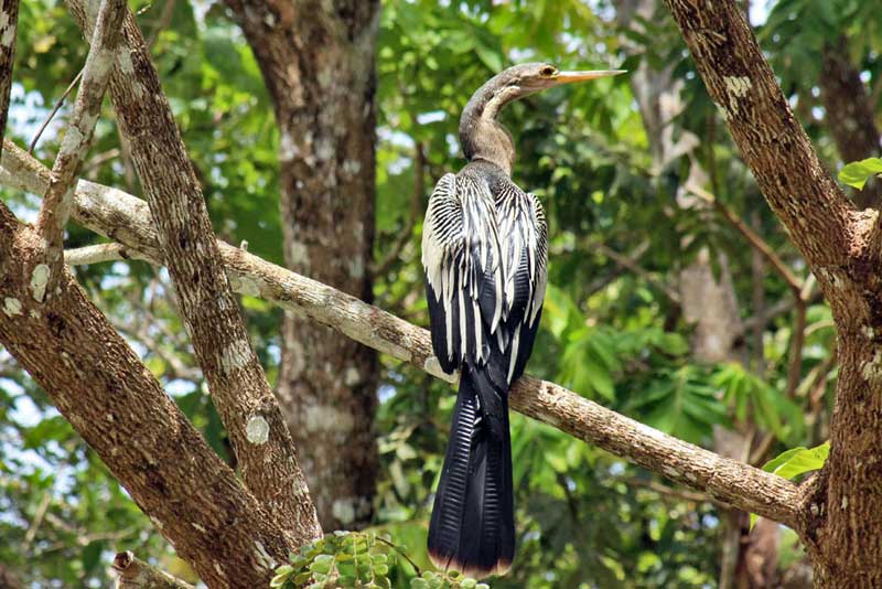 Anhinga (Snake-Bird) at Cano Negro Wildlife Refuge, Costa Rica