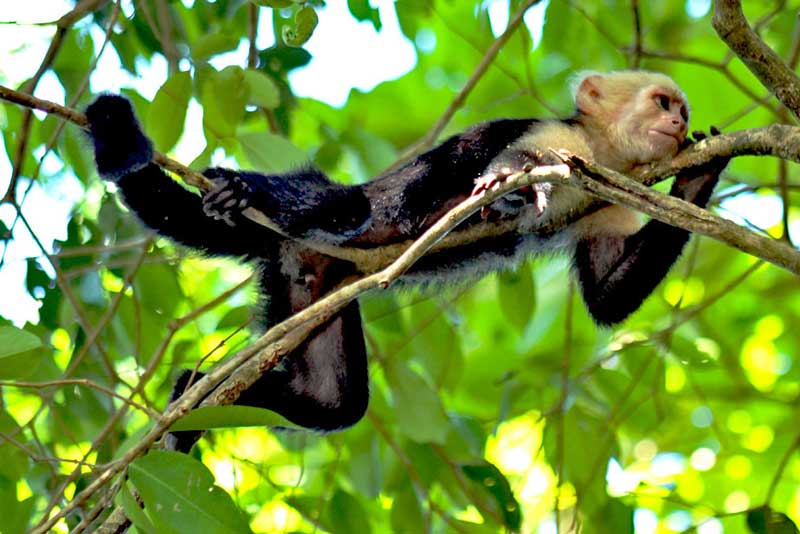 White-faced Capuchin Monkey in Manuel Antonio National Park, Costa Rica