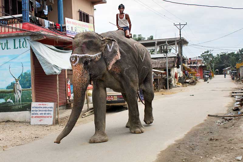 Mahout Leads His Elephant Through Town of Sauraha to River for a Bath in Chitwan National Park, Nepal
