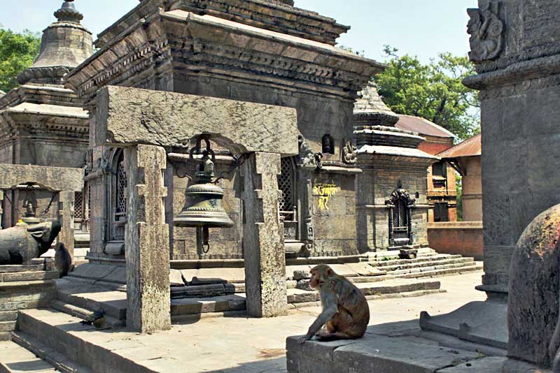 Monkey Surveys His Domain at Gorakhnath Temple in Kathmandu, Nepal