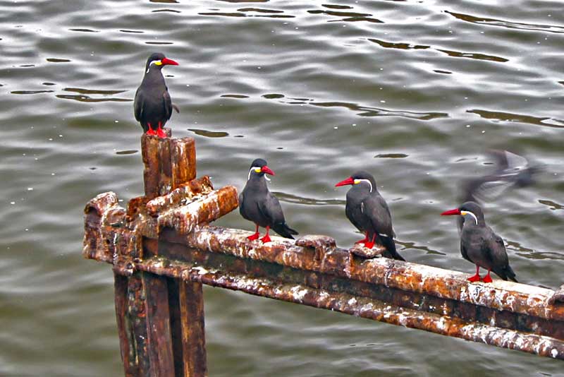 Inca Terns Show Off Their Red Beaks and Feet, Yellow and White Whiskers in Lima, Peru