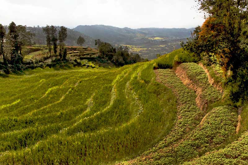 Rice Terraces Sculpt the Hills Around Nagarkot, on a Trek in the Eastern Kathmandu Valley, Nepal