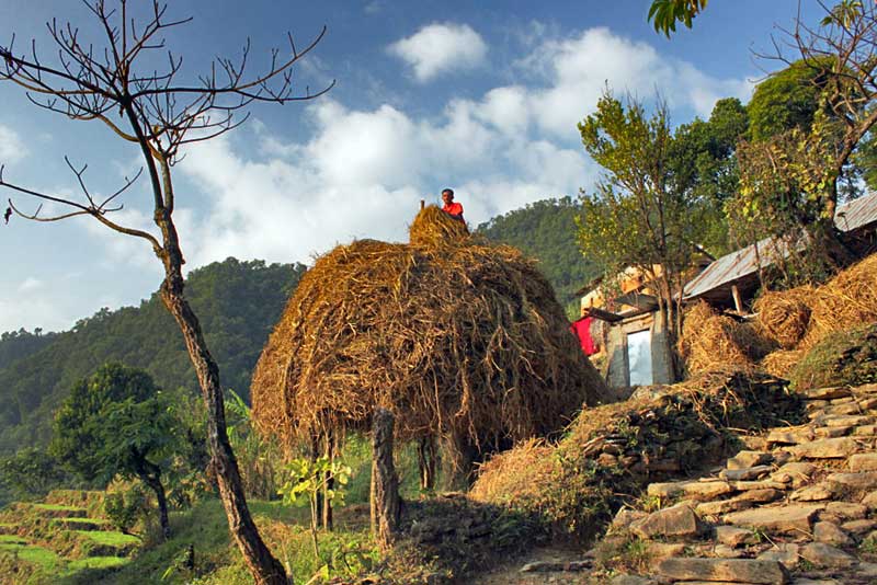 Farmer in a Nepal Village Adds Hay to his Stack During the Fall Harvest