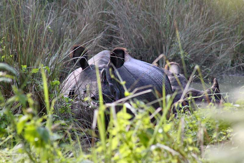 Elusive Black Rhino Can Sometimes Be Spotted on Walking Safaris in Chitwan National Park, Nepal
