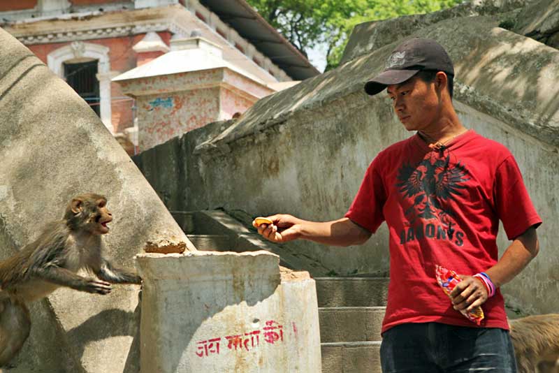 Aggressive Monkeys at Pashupatinath Temple in Kathmandu, Nepal Will Steal Food Whenever Possible