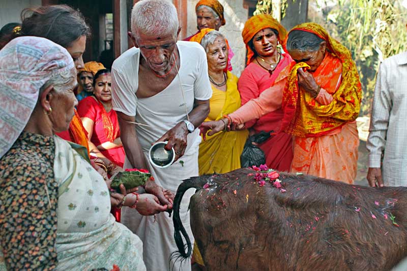 Husband of Deceased Prays Over a Sacred Calf at a Nepali Puja