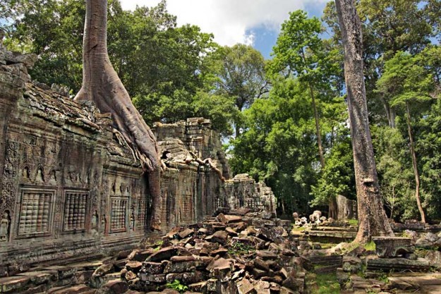 PHOTO: Climber Trees, Ta Prohm Ruins at Angkor Wat, Cambodia