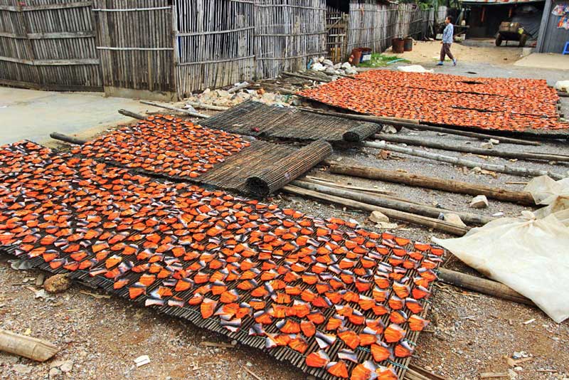 Catfish Fillets Set Out to Dry in Battambang, Cambodia