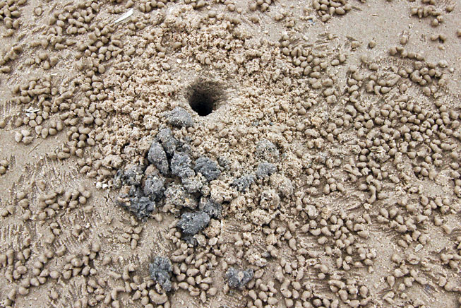 Sand crab hole on Takiab Beach in Hua Hin, Thailand
