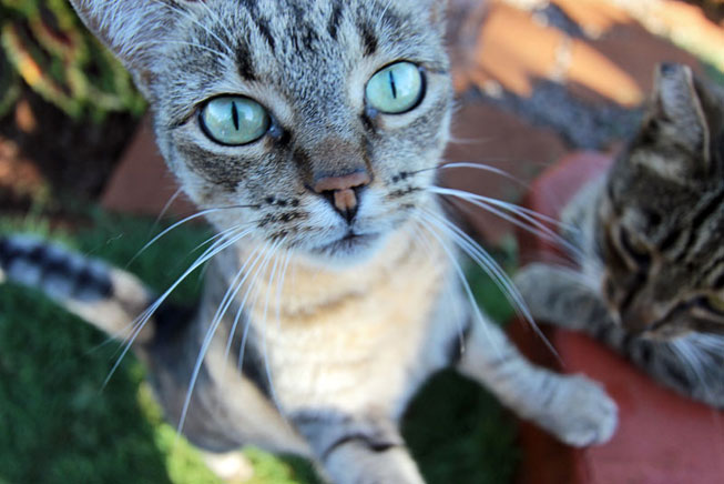 Kitten at Lana'i Animal Rescue Center, Hawaii