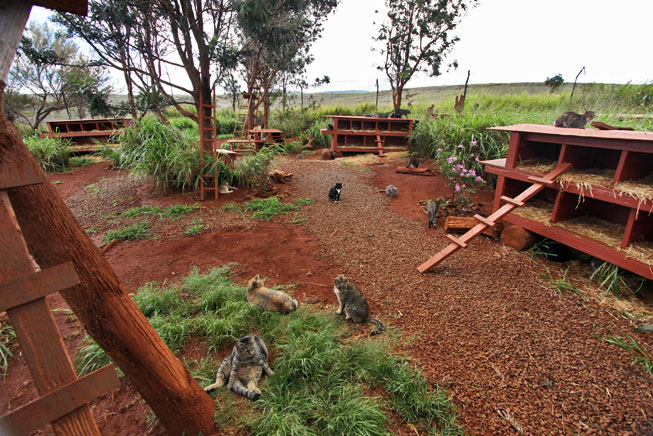 Lana'i Animal Rescue Center, Hawaii