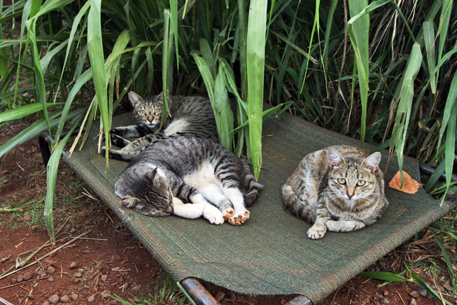 Lana'i Animal Rescue Center, Hawaii