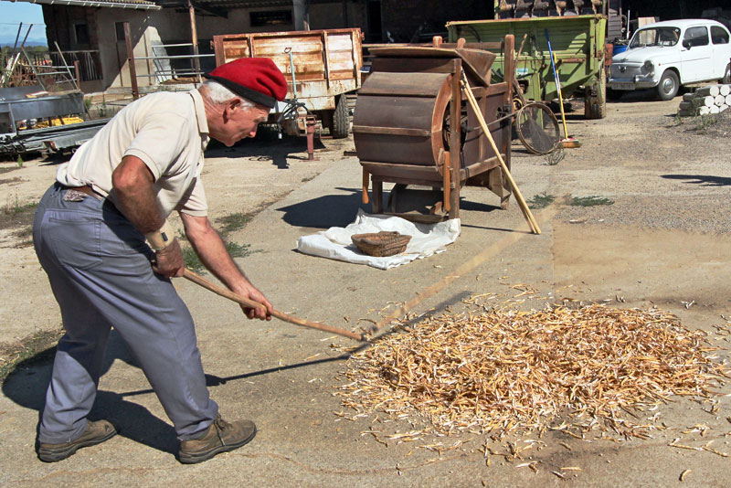 Threshing Black-eyed Peas in the Traditional Manner at Can Dionis in Campllong, Spain