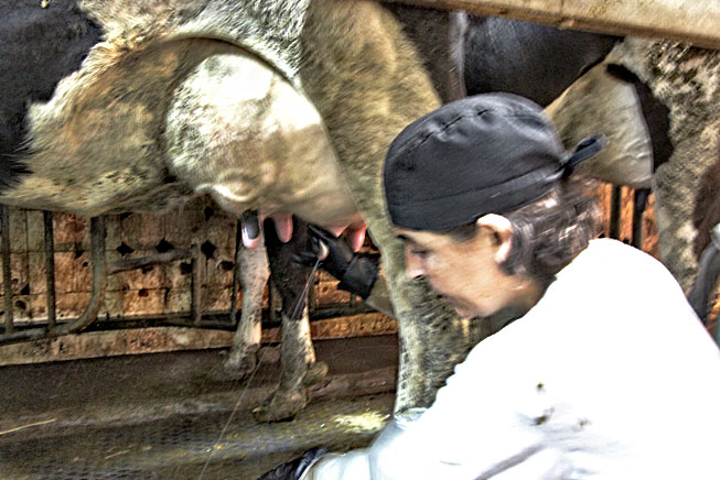 Ana Serra demonstrates how to milk a cow at Granja la Selvatana in Catalonia, Spain