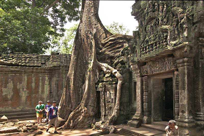 Giant Fig Trees Have Overgrown the Ruins of Ta Prohm at Angkor Wat, Cambodia