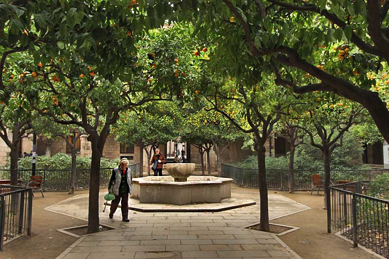 Courtyard Planted with Orange Trees in the Raval District of Barcelona, Spain