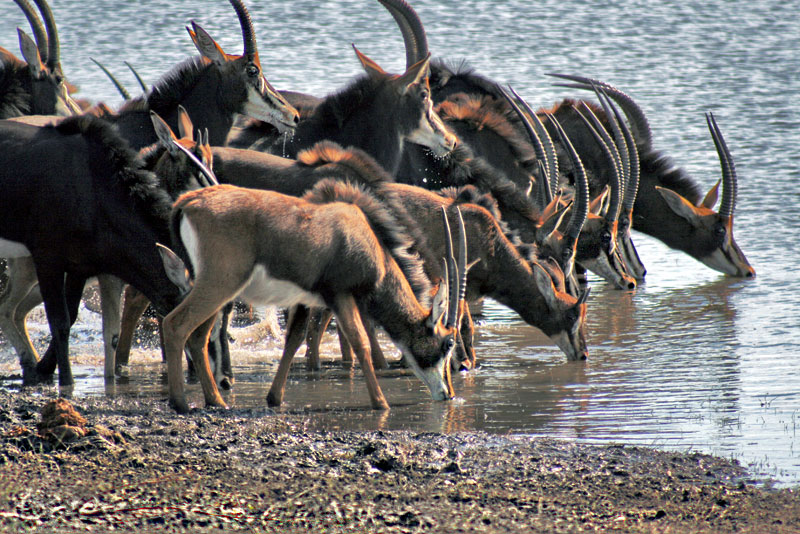 Black Antelope, Normally Very Shy, Come Down to the River for a Drink at Chobe National Park in Botswana